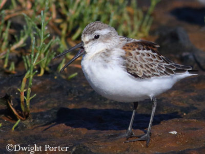 Western Sandpiper