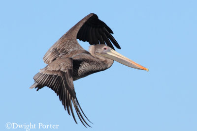 Brown Pelican