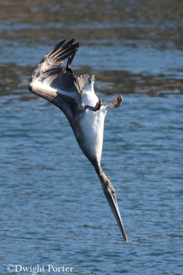 Brown Pelican