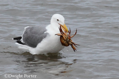 Western Gull