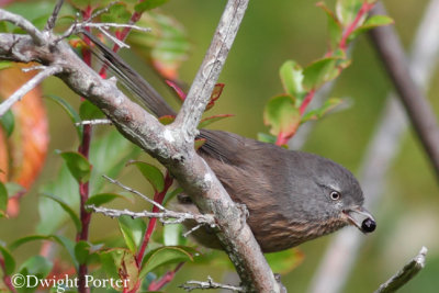 Wrentit