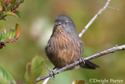 Wrentit