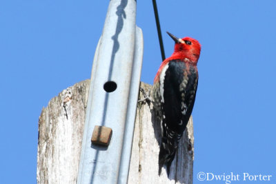 Red-breasted Sapsucker