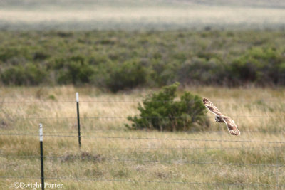 Short-eared Owl