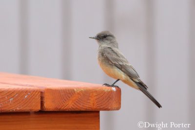 Say's Phoebe