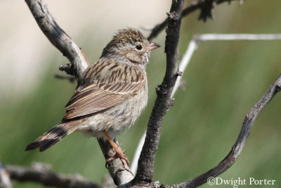 Brewer's Sparrow