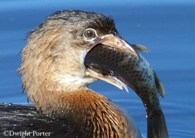 Pied-billed Grebe