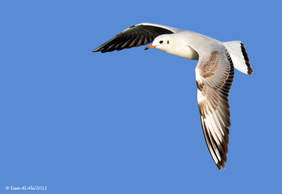 Black-headed Gull