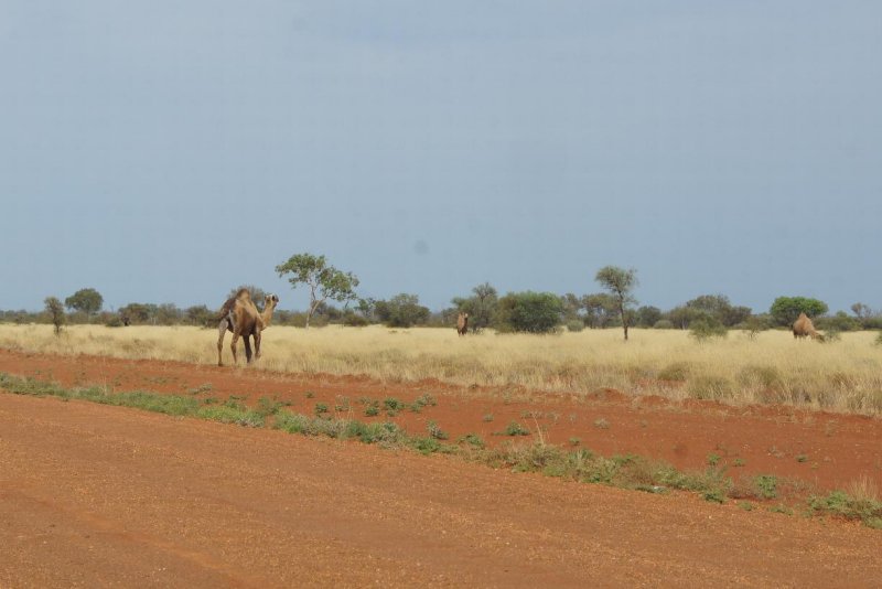 Camels-1.jpg