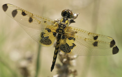 Calico Pennant