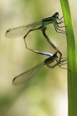 Ramburs Forktails
