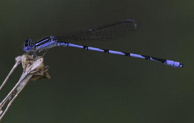 Double Striped Bluet