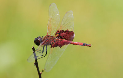 Red Saddlebags