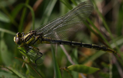 Sulphur Tail Female