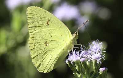 Cloudless Sulphur