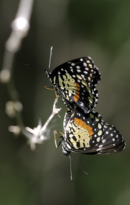 Crimson Patches Mating