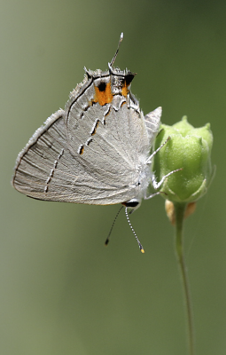 Grey Hairstreak
