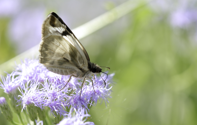 Laviana White Skipper