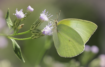 Lyside Sulphur
