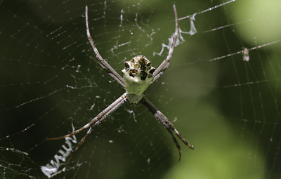 Spiny Backed Orb Weaver