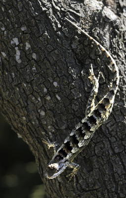 Texas Spiny Lizard