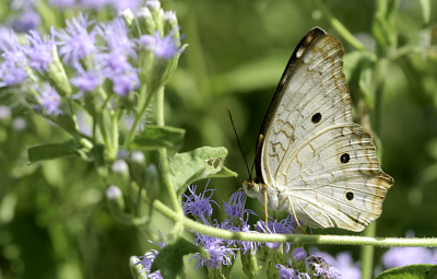 White Peacock