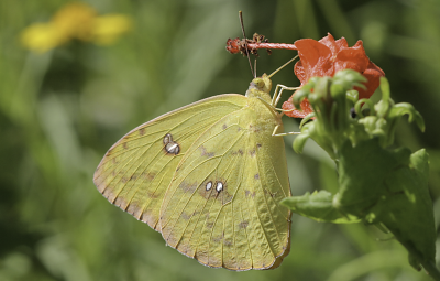 Cloudless Sulphur