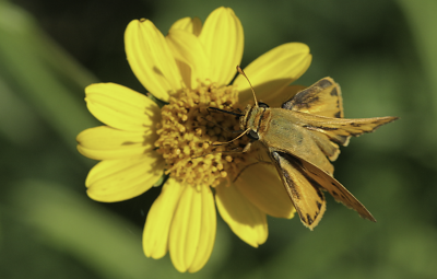 Fiery Skipper