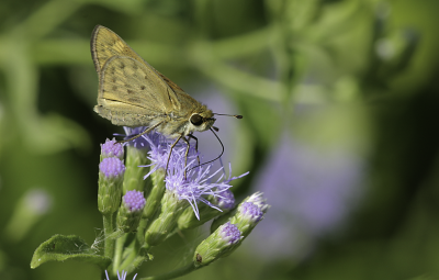Fiery Skipper