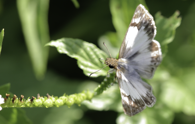 Laviana White Skipper