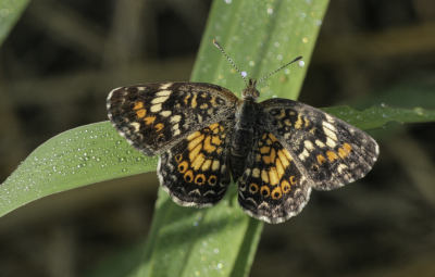 Phaon Crescent