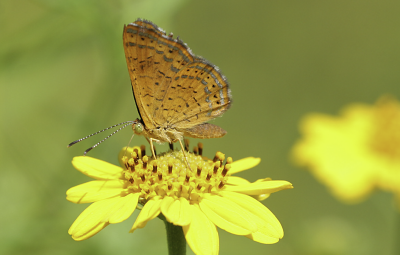 Red Rimmed Metalmark