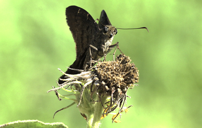 Brown Longtail