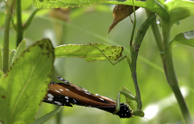 Preying Mantis eating a Queen Butterfly