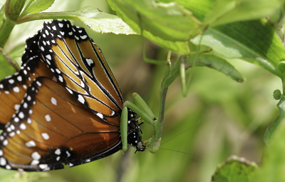 Preying Mantis eating a Queen Butterfly