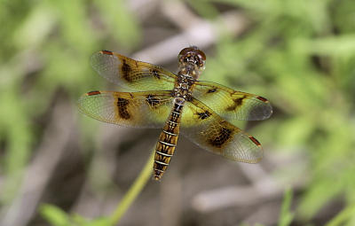 Eastern Amberwing