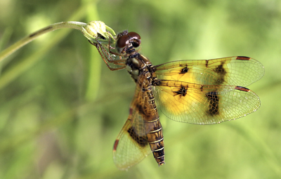 Eastern Amberwing