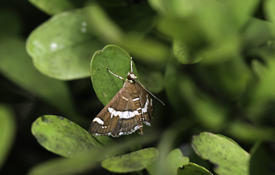 Pyralid Moth