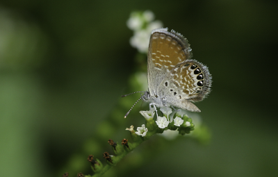 g9/51/908251/3/158052611.sv4Hds2x.jpg