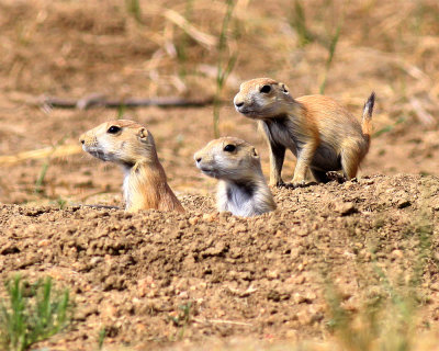 Black-Tailed Prairie Dogs