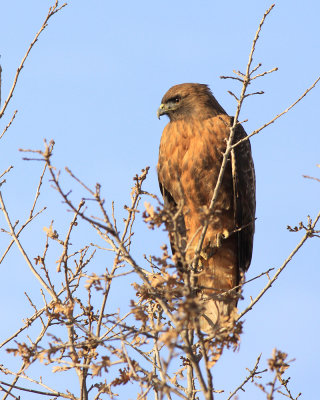 Rufous-Morph Red-tailed hawk