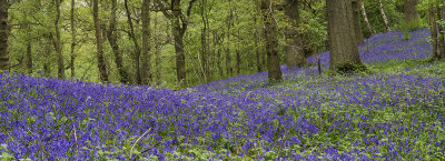 Bluebells!