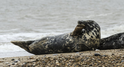 UK Seals