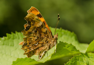 Under wing of a Comma