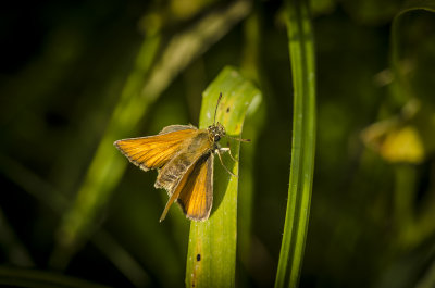 A Small Skipper