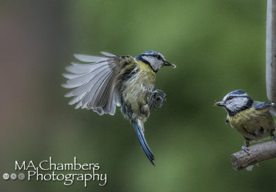 Blue Tits