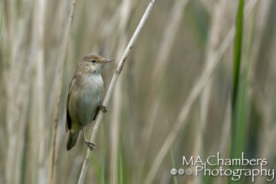 Reed Warbler