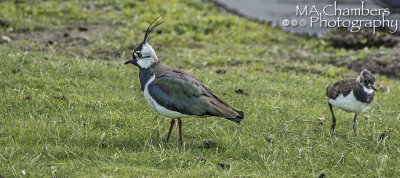Lapwing and young