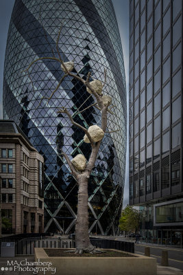 A Gherkin Tree?