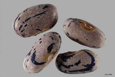 bean-2.jpg